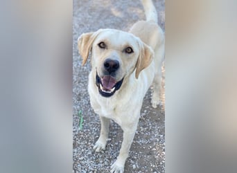 Boq, geb. ca. 07/2023, lebt in GRIECHENLAND, im städt. Tierheim Serres