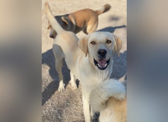 Boq, geb. ca. 07/2023, lebt in GRIECHENLAND, im städt. Tierheim Serres