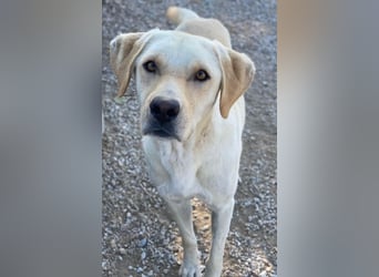 Boq, geb. ca. 07/2023, lebt in GRIECHENLAND, im städt. Tierheim Serres