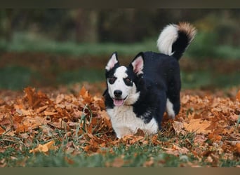 Lebensfroher Chico sucht sein Zuhause