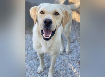 Boq, geb. ca. 07/2023, lebt in GRIECHENLAND, im städt. Tierheim Serres