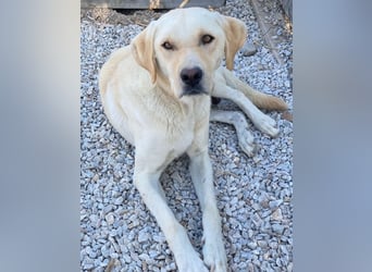 Boq, geb. ca. 07/2023, lebt in GRIECHENLAND, im städt. Tierheim Serres