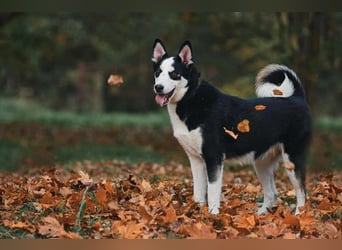 Lebensfroher Chico sucht sein Zuhause