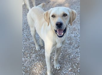 Boq, geb. ca. 07/2023, lebt in GRIECHENLAND, im städt. Tierheim Serres