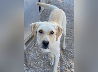 Boq, geb. ca. 07/2023, lebt in GRIECHENLAND, im städt. Tierheim Serres