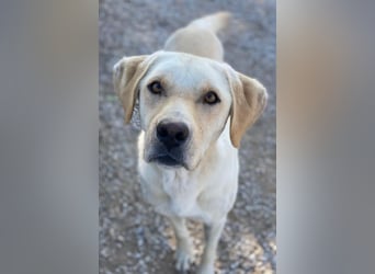 Boq, geb. ca. 07/2023, lebt in GRIECHENLAND, im städt. Tierheim Serres