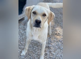 Boq, geb. ca. 07/2023, lebt in GRIECHENLAND, im städt. Tierheim Serres