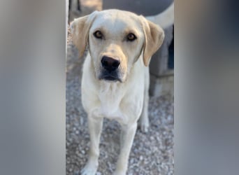 Boq, geb. ca. 07/2023, lebt in GRIECHENLAND, im städt. Tierheim Serres