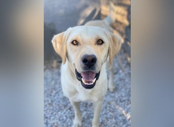 Boq, geb. ca. 07/2023, lebt in GRIECHENLAND, im städt. Tierheim Serres