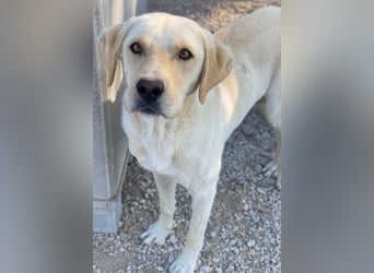 Boq, geb. ca. 07/2023, lebt in GRIECHENLAND, im städt. Tierheim Serres