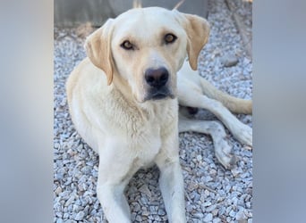 Boq, geb. ca. 07/2023, lebt in GRIECHENLAND, im städt. Tierheim Serres