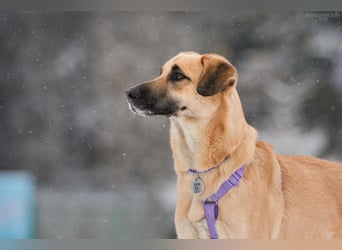 Ruhiger Lutik sucht warmes Körbchen