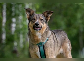 Ruhiges Zuhause für Najda gesucht