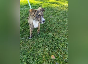 Welpe TOVO - der offene, lustige und verspielte kleine Mann sucht ein tolles Zuhause