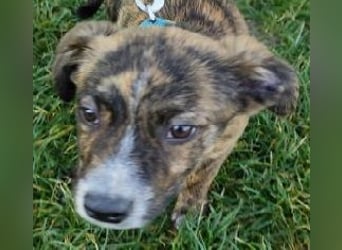 Welpe TOVO - der offene, lustige und verspielte kleine Mann sucht ein tolles Zuhause