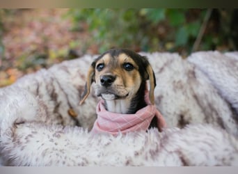 Welpe FUNNY - kraulen, lernen, spielen - wer schenkt mir ein tolles Zuhause?