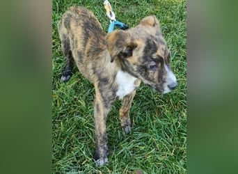 Welpe TOVO - der offene, lustige und verspielte kleine Mann sucht ein tolles Zuhause