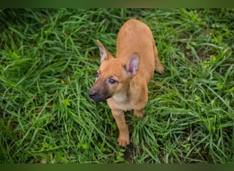Welpe CLEO - ich bringe eine große Portion Leben und Frohsinn in euer Zuhause!