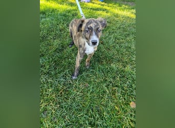 Welpe TOVO - der offene, lustige und verspielte kleine Mann sucht ein tolles Zuhause