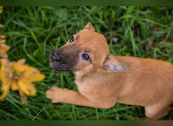Welpe CLEO - ich bringe eine große Portion Leben und Frohsinn in euer Zuhause!