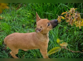 Welpe CLEO - ich bringe eine große Portion Leben und Frohsinn in euer Zuhause!
