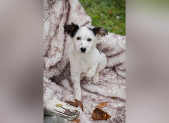 Welpe Chip Nr. 261872 - wenn ich groß bin möchte eine richtige Familienhündin sein!