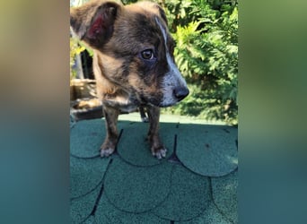 Welpe SISKO - ich freue mich auf tolle Abenteuer mit meinen Menschen