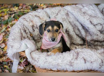 Welpe FUNNY - kraulen, lernen, spielen - wer schenkt mir ein tolles Zuhause?