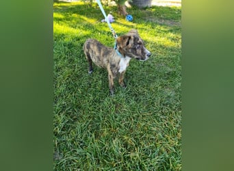 Welpe TOVO - der offene, lustige und verspielte kleine Mann sucht ein tolles Zuhause