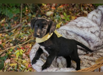 Welpe NEO - der kleine Racker freut sich so sehr auf seine eigene Familie!