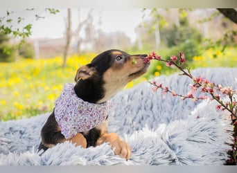 Welpe FUNNY - kraulen, lernen, spielen - wer schenkt mir ein tolles Zuhause?