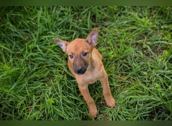 Welpe CLEO - ich bringe eine große Portion Leben und Frohsinn in euer Zuhause!