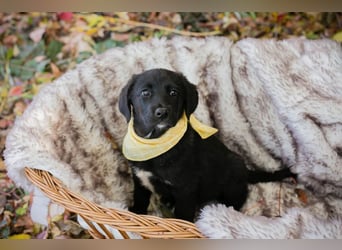 Welpe NEO - der kleine Racker freut sich so sehr auf seine eigene Familie!