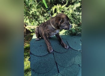 Welpe SISKO - ich freue mich auf tolle Abenteuer mit meinen Menschen