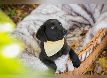 Welpe NEO - der kleine Racker freut sich so sehr auf seine eigene Familie!