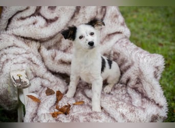 Welpe Chip Nr. 261872 - wenn ich groß bin möchte eine richtige Familienhündin sein!