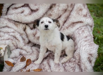 Welpe Chip Nr. 261872 - wenn ich groß bin möchte eine richtige Familienhündin sein!