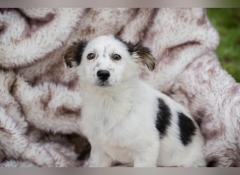 Welpe Chip Nr. 261872 - wenn ich groß bin möchte eine richtige Familienhündin sein!