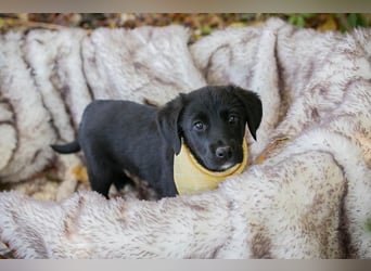Welpe NEO - der kleine Racker freut sich so sehr auf seine eigene Familie!