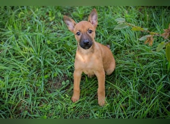 Welpe CLEO - ich bringe eine große Portion Leben und Frohsinn in euer Zuhause!