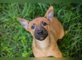 Welpe CLEO - ich bringe eine große Portion Leben und Frohsinn in euer Zuhause!