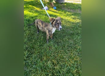 Welpe TOVO - der offene, lustige und verspielte kleine Mann sucht ein tolles Zuhause