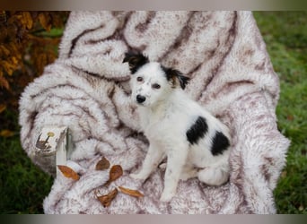 Welpe Chip Nr. 261872 - wenn ich groß bin möchte eine richtige Familienhündin sein!