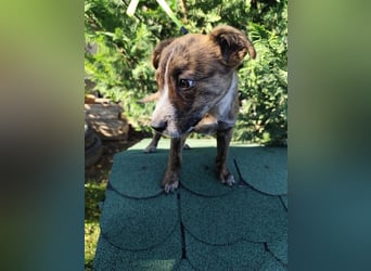 Welpe SISKO - ich freue mich auf tolle Abenteuer mit meinen Menschen