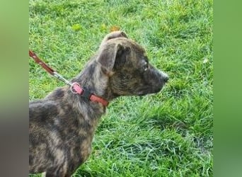 Welpe PIRIO - der fröhliche kleine Racker möchte mit seinen Menschen die Welt entdecken