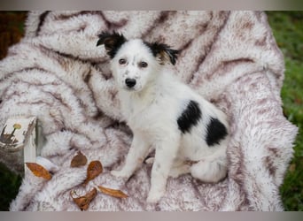 Welpe Chip Nr. 261872 - wenn ich groß bin möchte eine richtige Familienhündin sein!