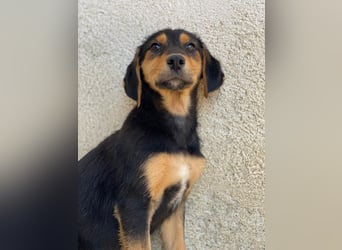 Rockie, geb. ca. 07/2025, lebt in GRIECHENLAND, im städt. Tierheim Serres