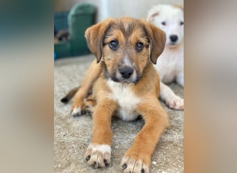 Romeo, geb. ca. 07/2025, lebt in GRIECHENLAND, im städt. Tierheim Serres