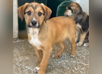 Romeo, geb. ca. 07/2025, lebt in GRIECHENLAND, im städt. Tierheim Serres