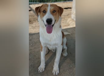 Benji, geb. ca. 10/2024, lebt in GRIECHENLAND, im städt. Tierheim Serres